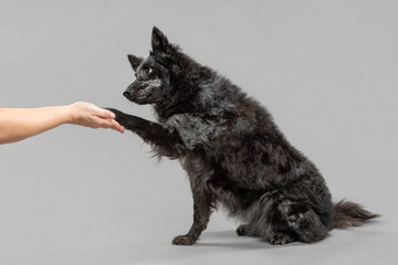 cute hungarian mudi dog doing a high five trick in a studio on a grey background