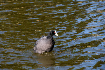 Eurasian Coot (Fulica atra)