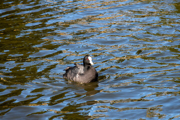 Eurasian Coot (Fulica atra)