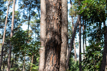 Image taken at Alberto Simões Park in São José dos Campos, São Paulo, Brazil.