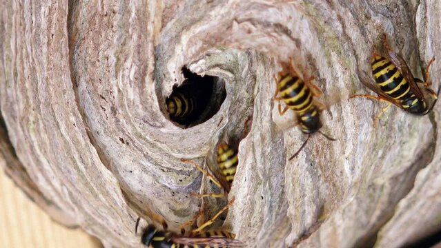 European wasp (Vespula germanica) building a nest to start a new colony. A wasp nest in the attic of a house. Detail shot of a black yellow wasp