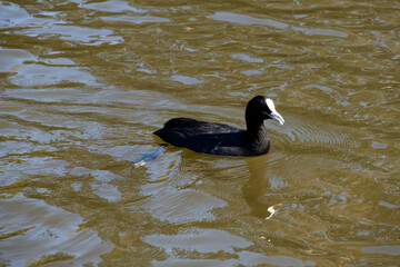 Eurasian Coot (Fulica atra)