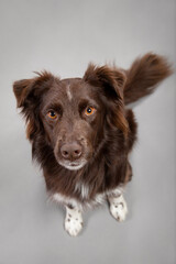 cute australian shepherd dog portrait in a studio on a grey background looking up at the camera