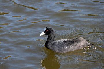 Eurasian Coot (Fulica atra)