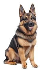 cute german shepherd sitting on the ground, background removed png, transparent background for digital art/work
