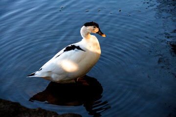 Magpie Duck (Anas platyrhynchos)
