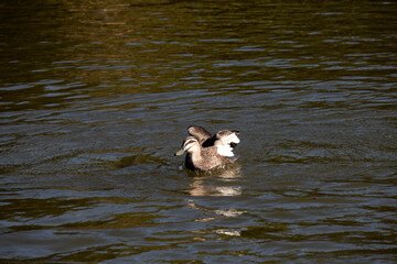 Pacific Black Duck (Anas superciliosa)