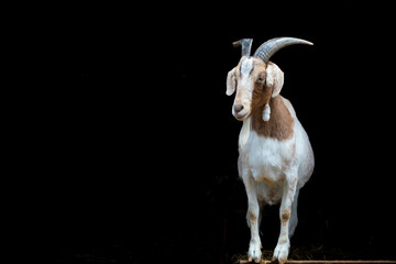 portrait of the goat with big horns on black background