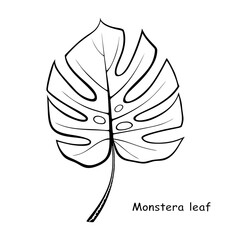 Hand drawn Monstera leaf isolated on white background. Outline drawing of tropical and exotic leaf Monstera. Stylized doodle vector illustration. Graphic design element for decoration © Narek