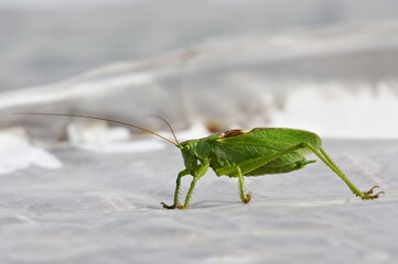 Grasshopper tettigonia cantans aka Twitching green bushcricket very similiar to Tettigonia viridissima on white blurred background in sunny summer afternoon. Czech republic nature.