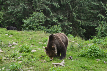 brown bear eats grass in a clearing in the reserve