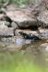 Fire salamander (Salamandra salamandra) on a rock in a shallow pond with a reflection on the water surface.