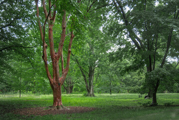 An Acer griseum, also know as the paperbark maple or blood-bark maple, in the park in the Summer