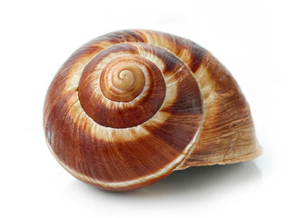 escargot snail on white background