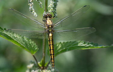 a young dragonfly (Orthetrum cancellatum) with a yellow body and dark stripes, perches on the branch of a flowering nettle. The nettle leaves act like third wings