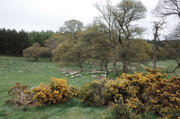 widespread scottish gorse in the field