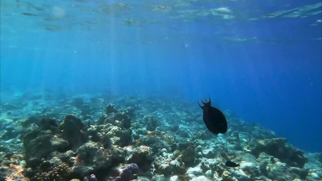 Two Black Surgeonfish male fighting together over tropical coral in the coral garden on the reef of a Maldives island