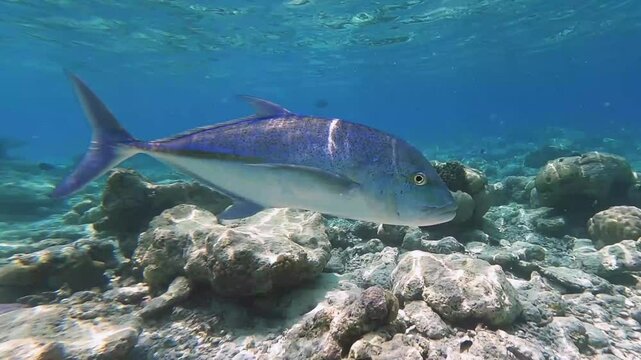Giant trevally hunting over tropical corals on Maldives Island reef in wide-angle video camera mode