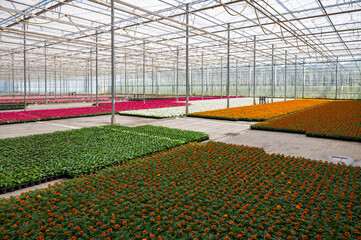 Cultivation of different summer bedding plants, begonia, petunia, young, flowering plants, decorative or ornamental garden plants growing in Dutch greenhouse
