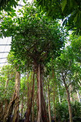 Cultivation of differenent tropical and exotic indoor palms and evergreen plants in glasshouse in Westland, North Holland, Netherlands. Flora industry