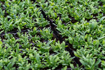 Cultivation of differenent indoor fern plants in glasshouse in Westland, North Holland, Netherlands. Flora industry,