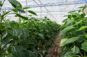 Big ripe sweet bell peppers, red paprika, growing in glass greenhouse, bio farming in the Netherlands