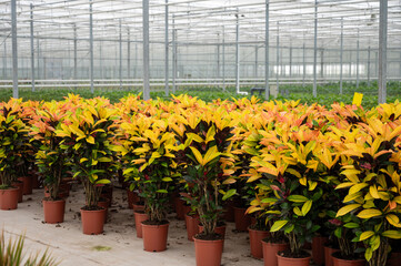 Cultivation of differenent tropical and exotic indoor croton evergreen plants in glasshouse in Westland, North Holland, Netherlands. Flora industry