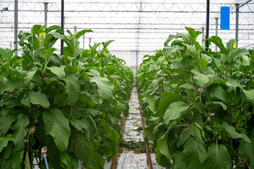 Dutch organic greenhouse farm with rows of eggplants plants with ripe violet vegetables and purple...