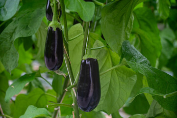 Dutch organic greenhouse farm with rows of eggplants plants with ripe violet vegetables and purple...