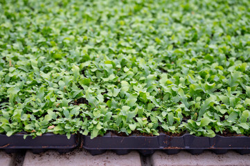 Cultivation of differenent indoor fern plants in glasshouse in Westland, North Holland, Netherlands. Flora industry,