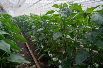 Big ripe sweet bell peppers, green paprika, growing in glass greenhouse, bio farming in the Netherlands