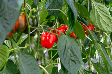 Big ripe sweet bell peppers, red paprika, growing in glass greenhouse, bio farming in the...