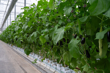 Dutch organic greenhouse farm with rows of eggplants plants with ripe violet vegetables and purple...
