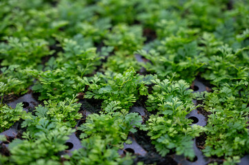 Cultivation of differenent indoor fern plants in glasshouse in Westland, North Holland, Netherlands. Flora industry,