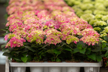 Cultivation of different summer bedding plants, begonia, petunia, young, flowering plants, decorative or ornamental garden plants growing in Dutch greenhouse