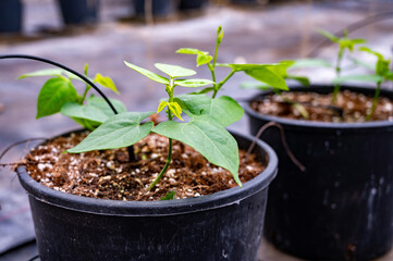 Young beans plants sprouts growing in bio greenhouse