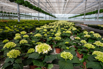 Hydrangea or hortensia, flowers in flowerheads produced from early spring to late autumn,...