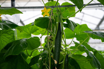 Young green cucumbers vegetables hanging on lianas of cucumber plants in green house