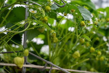 Fototapeta na wymiar Spring season in greenhouse, unripe green strawberries growing on organic strawberry farm in the Netherlands