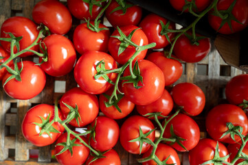 Red ripe tasty Dutch tomatoes growing indoor in greenhouse all seasons, food industry in Netherlands