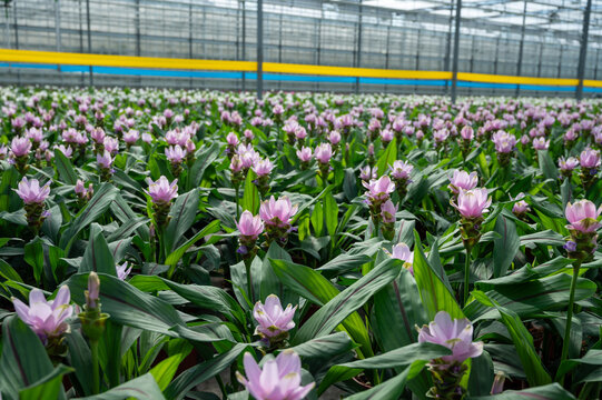 Turmeric, Curcuma longa flowering plant of ginger&nbsp;family, decorative or ornamental flower growing in Dutch greenhouse