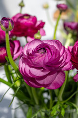Cultivation of colorful Ranunculus asiaticus or Persian buttercup flowers, decorative or ornamental...