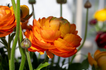 Cultivation of colorful Ranunculus asiaticus or Persian buttercup flowers, decorative or ornamental garden plants growing in Dutch greenhouse