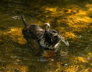 Dog shaking off water standing in a gold lit stream