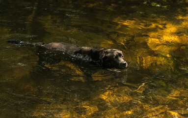 Dog swimming in a golden lit stream