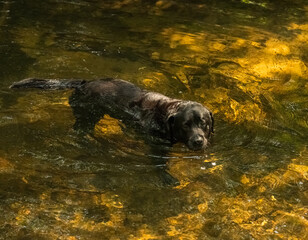 Dog standing in a golden lit stream