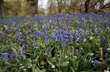 scottish bluebells in the forest