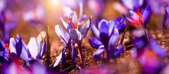 flowering spring flowers, fantastic macro photo of crocus and snowdrop flowers in mountains, soft...