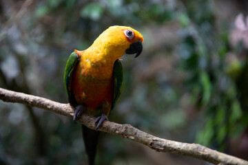 Aratinga solstitialis. Yellow parrot Aratinga spiky. Bird on the tree.
