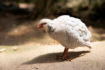 Brilliant striped turtledove is a bird from the genus of chicken pigeons.